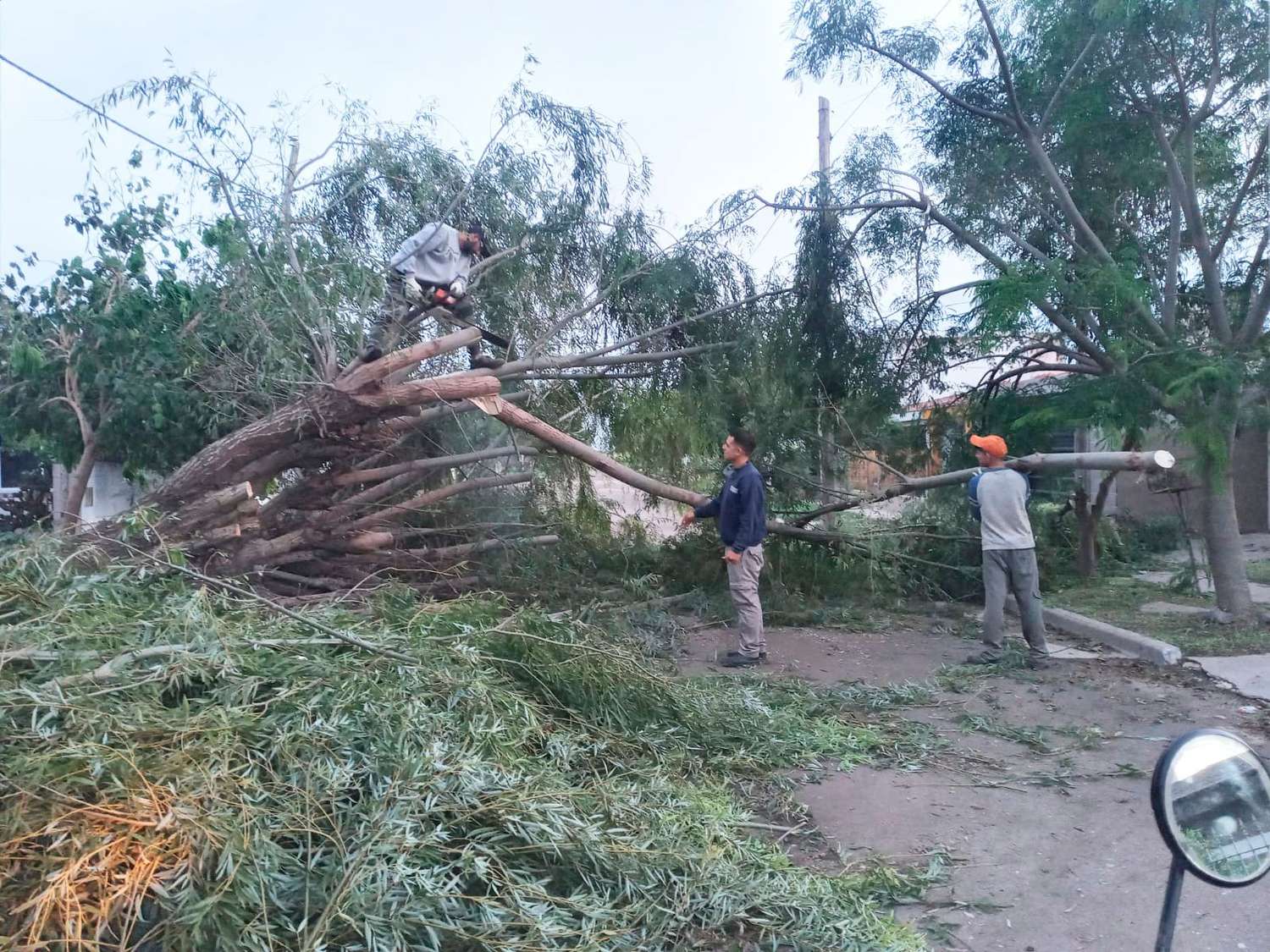 Personal municipal trabajando para remover árbol en calle Rivadavia