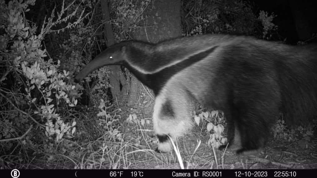 El oso hormiguero que sorprende a Ansenuza es una especie vulnerable en el país