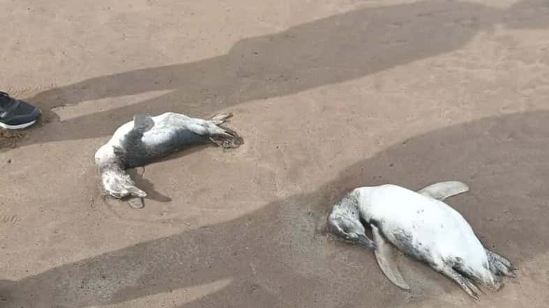 Aparecieron decenas de pingüinos jóvenes muertos en las costas de Mar del Plata
