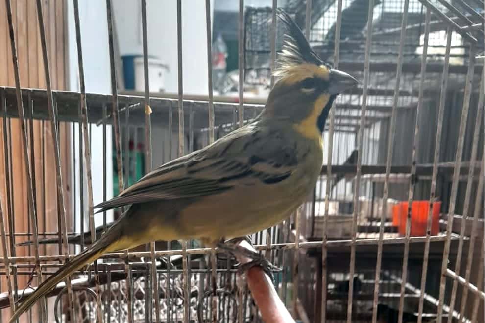 cardenal amarillo villa maria